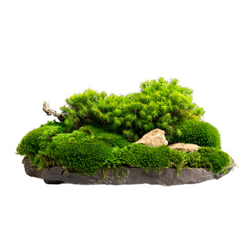 [免摳素材]石頭上綠色的苔蘚和巖石