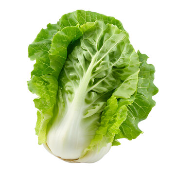 [免摳素材]新鮮綠油油的圓白菜特寫