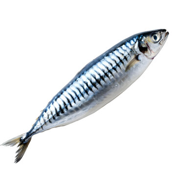 [免摳素材]白色背景上的新鮮鯖魚(yú)
