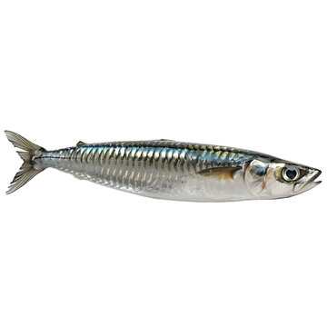 [免摳素材]白色背景上的新鮮鯖魚(yú)