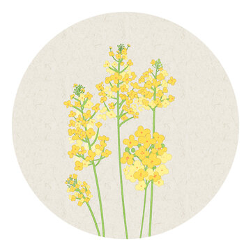 油菜花