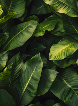 綠色熱帶植物葉片紋理背景