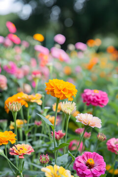花園里色彩斑斕的百日菊
