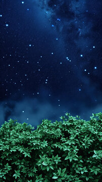 星空下的灌木叢