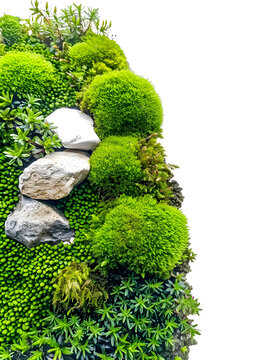 白色背景上的綠色苔蘚墻