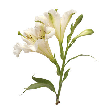 [免摳素材]白色百合花莖在白色背景上