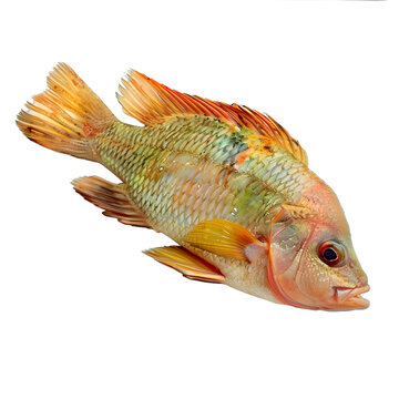 [免摳素材]白色背景上的淡水魚