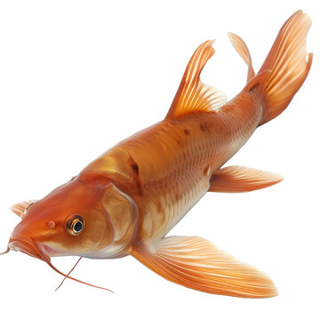 [免摳素材]一條紅色的魚在白色背景上