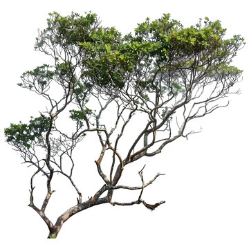 [免摳素材]白色背景上的樹枝