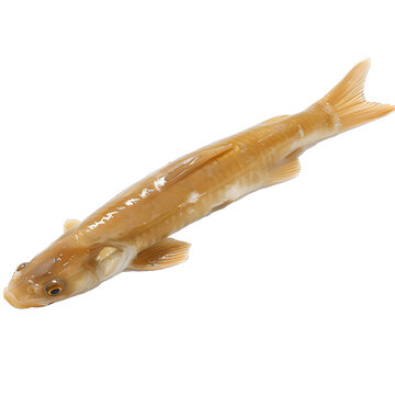 [免摳素材]白色背景上的淡水魚