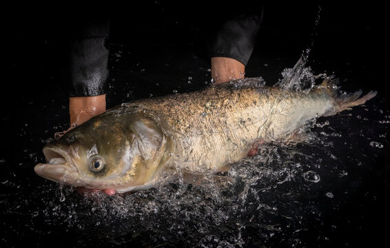 大頭魚