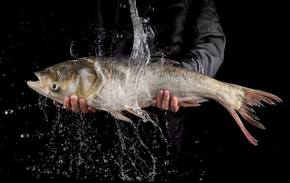 大頭魚