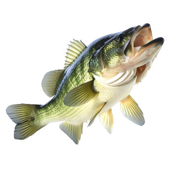 [免摳素材]大嘴鱸魚(yú)躍出水面
