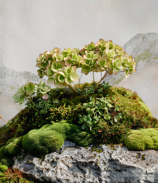石頭上生長的綠苔和小型植物