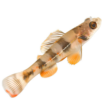 [免摳素材]白色背景上的小棕色魚(yú)的特寫(xiě)