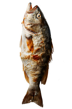 [免摳素材]烤魚