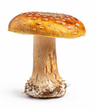一個孤立的白色圓點的大型橙色蘑菇的近照
