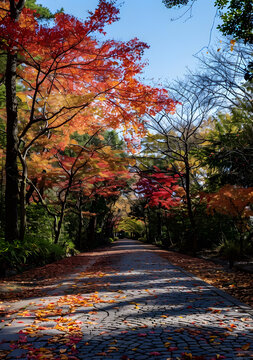 秋天的公園里色彩斑斕的秋葉和石板路
