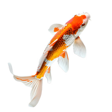 [免摳素材]一條橙色和白色錦鯉魚(yú)在白色背景下拍攝