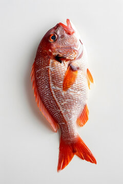 白底紅鯛魚(yú)