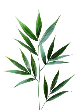 [免摳素材]綠色的植物葉子在白色背景上