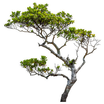 [免摳素材]白色背景上的綠色樹木