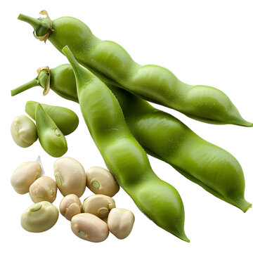 [免摳素材]新鮮豆
