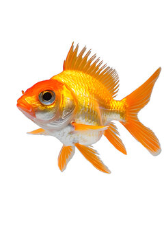 [免摳素材]一條紅白相間的金魚在淺灰色背景下向右游