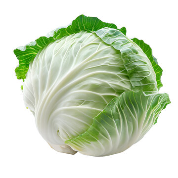 [免摳素材]一顆新鮮的綠色卷心菜