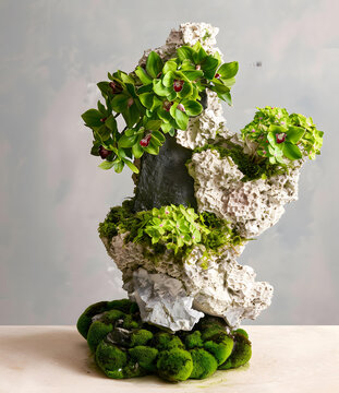 石頭和苔蘚上的綠色蘭花植物