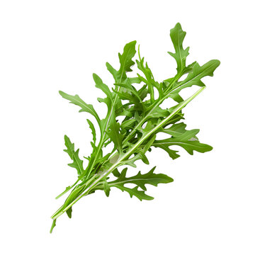 [免摳素材]白色背景上孤立的綠色芝麻菜葉子