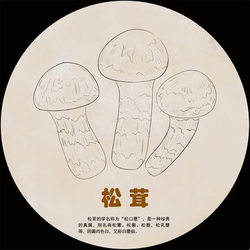 手繪松茸線稿