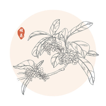 桂花線描