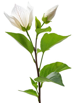 [免摳素材]白色背景上的白色花朵