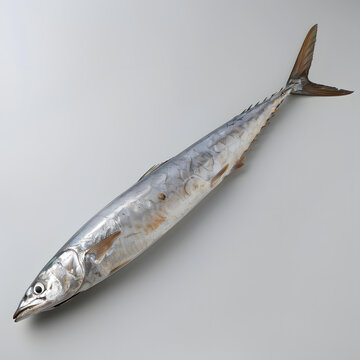 一條大竹莢魚(yú)躺在白色背景上