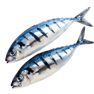 [免摳素材]兩條新鮮的鯖魚