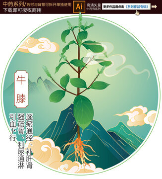 牛膝