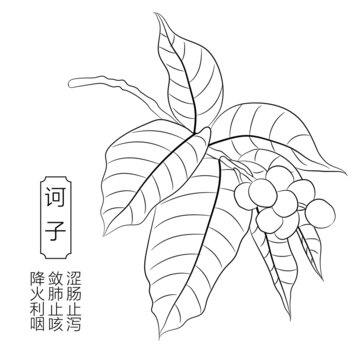 訶子線稿