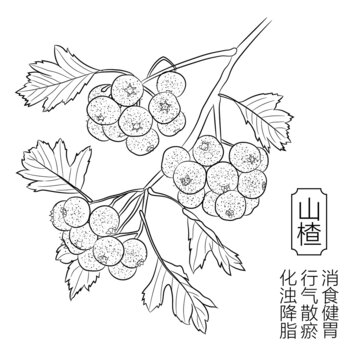 山楂線稿