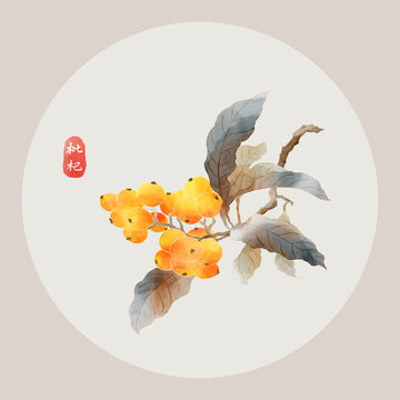 枇杷