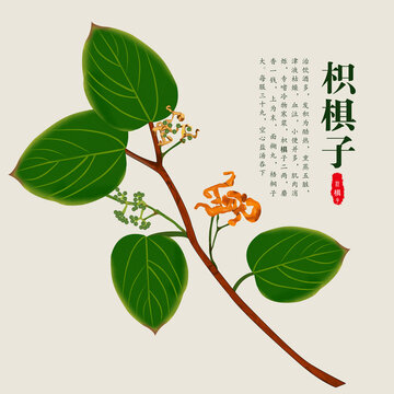 枳椇子