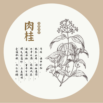 肉桂草本手繪