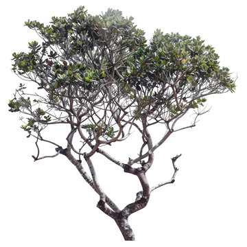 [免摳素材]白色背景上的綠色樹(shù)木