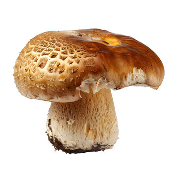 [免摳素材]棕色蘑菇特寫