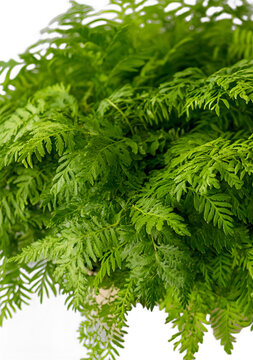 [免摳素材]綠色的蕨類植物