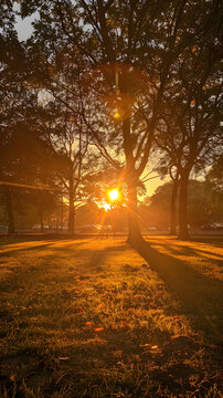 公園里樹木間的金色夕陽