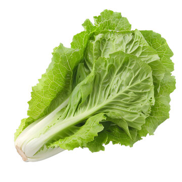[免摳素材]新鮮綠油油的圓白菜