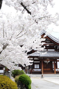 日本寺院前的櫻花盛開
