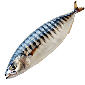 [免摳素材]一條新鮮的鯖魚(yú)躺在白色背景上
