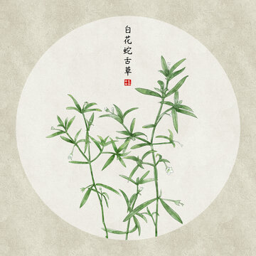 白花蛇蛇草